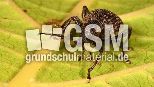 Kompakter Dickmaulrüssler (6).jpg